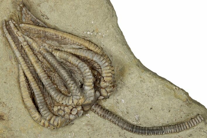 Fossil Crinoid (Agaricocrinus) - Crawfordsville, Indiana #359199